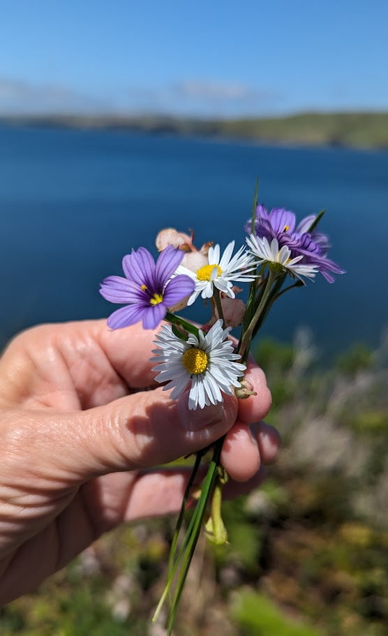 about-section-right-bottom-image wild flowers