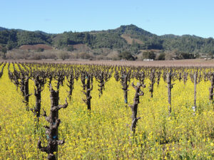 vinyard