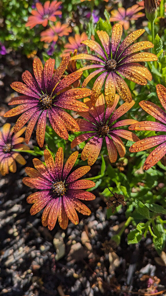 Welcome flower - Orange and fuchsia daisys