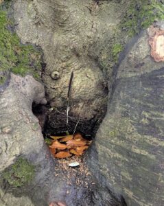 Pebble and Tobacco held safely in the nook of a tree 